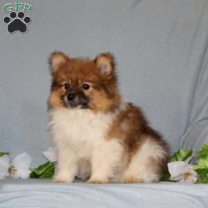 Derek, Pomeranian Puppy